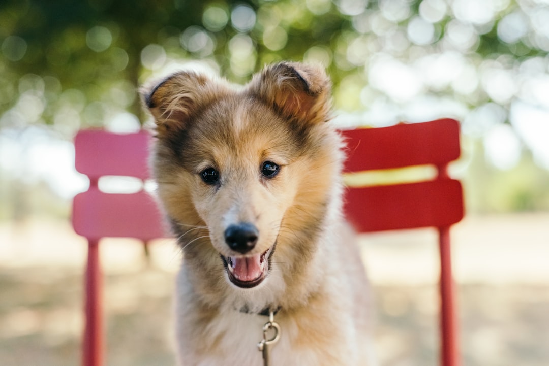 Photo Collar, leash