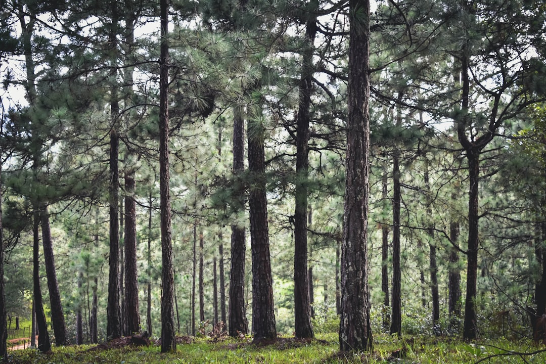 Photo 1 Forest 2 Trees