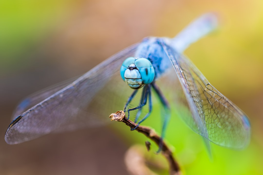 Photo Bora centipede: Insect, Rainforest